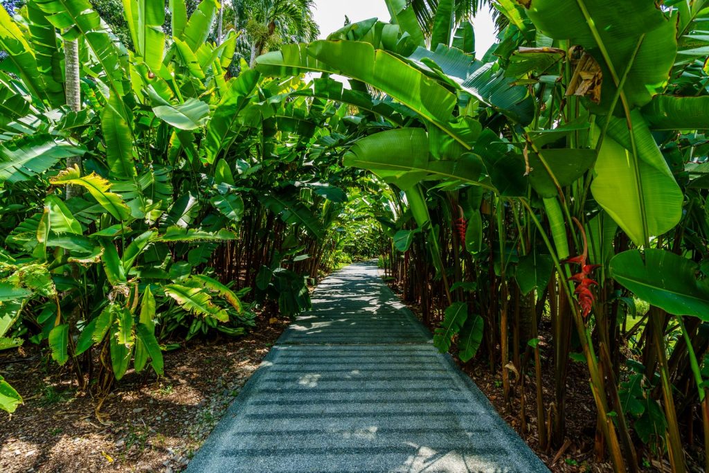 Allée bordée de bananiers et de plantes tropicales