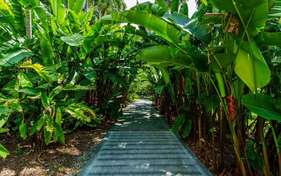 Allée bordée de bananiers et de plantes tropicales